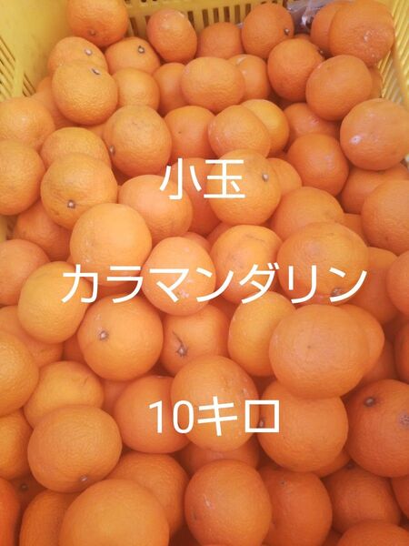 愛媛中島産 小玉カラマンダリン10キロ春のみかん ご家庭用