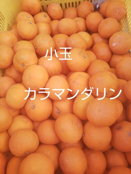 愛媛中島産 小玉カラマンダリン5キロ春のみかん ご家庭用