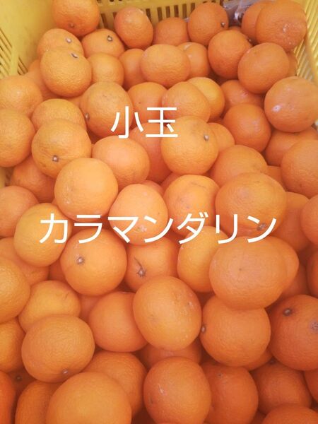 愛媛中島産 小玉カラマンダリン5キロ春のみかん ご家庭用