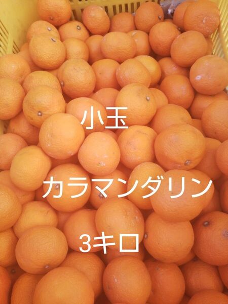 愛媛中島産 小玉カラマンダリン3キロ春のみかん ご家庭用