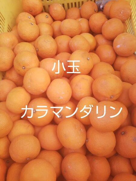 愛媛中島産 小玉カラマンダリン5キロ春のみかん ご家庭用