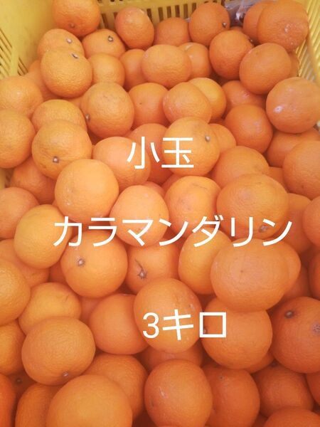 愛媛中島産 小玉カラマンダリン3キロ春のみかん ご家庭用