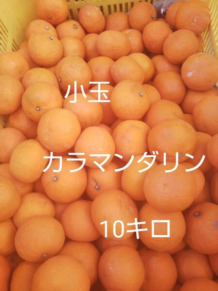 愛媛中島産 小玉カラマンダリン10キロ春のみかん ご家庭用
