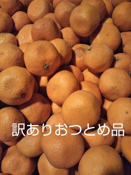 小玉カラマンダリン訳ありおつとめ品