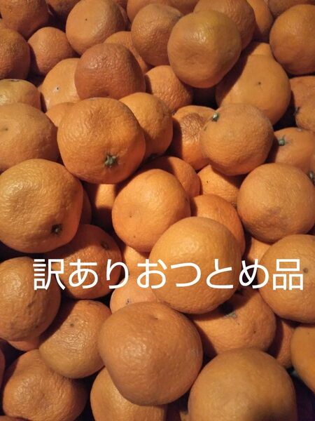 小玉カラマンダリン訳ありおつとめ品