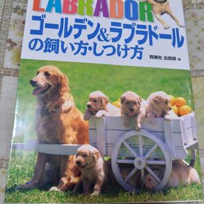 ゴールデン&ラブラドール 飼い方・しつけ方