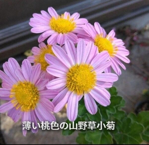 菊 秋咲き品種 常緑多年草タイプの花 耐寒性宿根草
