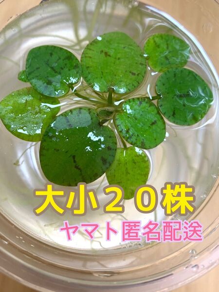 アマゾンフロッグピット《大小混在》20株 匿名配送 水草 浮き草 メダカ飼育 めだか 金魚 水槽 産卵 メダカ産卵床 アクアリウム