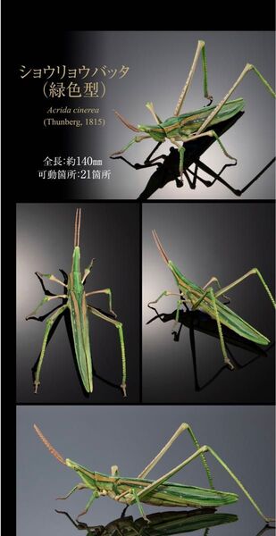 ショウリョウバッタ(緑色型) いきもの大図鑑 オオカマキリとショウリョウバッタ カプセル版