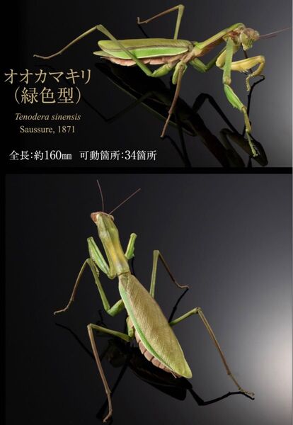 オオカマキリ(緑色型) いきもの大図鑑 オオカマキリとショウリョウバッタ カプセル版