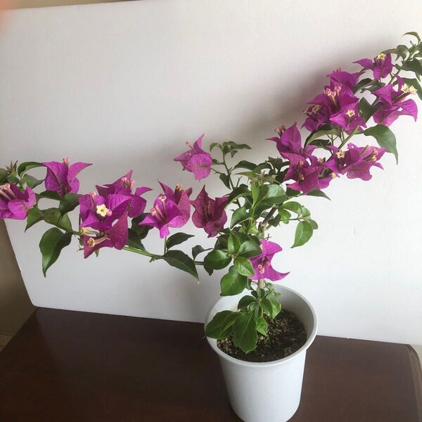 ブーゲンビリア ピンク 鉢植え 4号鉢