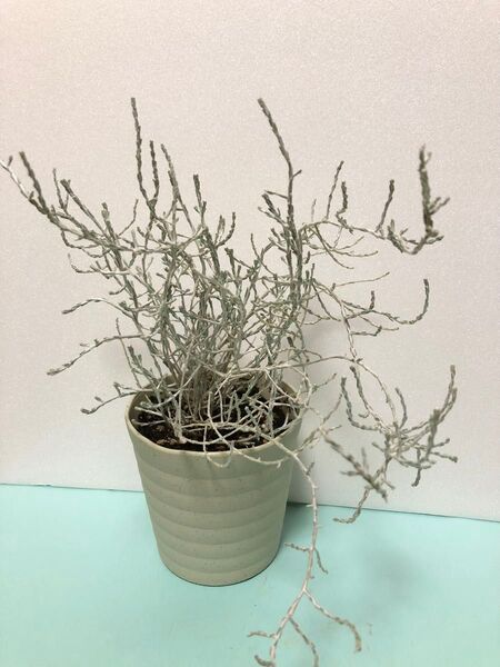 プラチーナ クッションブッシュ(カロケファルス) 抜き苗