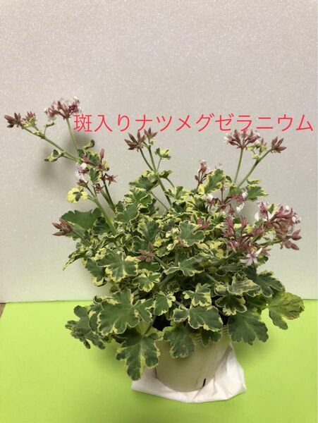 斑入りナツメグゼラニウム 2.5号ポット