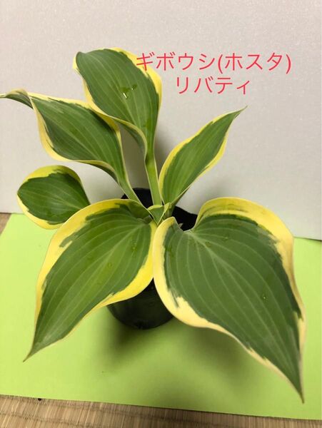 ギボウシ(ホスタ) リバティ 3.5号ポット