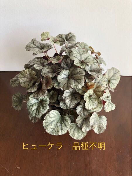 ヒューケラ 品種不明 3.5号ポット