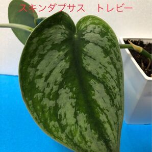 スキンダプサス トレビー その2 抜き苗