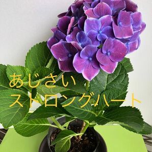 ハイドランジア(ストロングハート )あじさい ポット苗