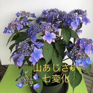 山あじさい 七変化 プラ鉢 アジサイ