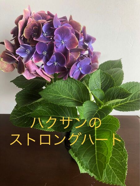 ハイドランジア(ストロングハート )あじさい ポット苗