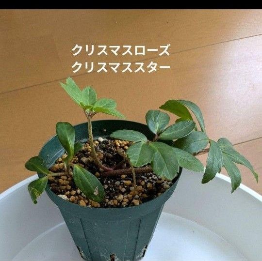 クリスマスローズ クリスマススター 株分け ホワイト 白い花 苗