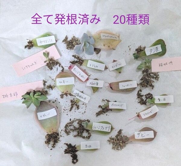 多肉植物 葉挿し 発根 苗20種類 エケベリア おらいさん