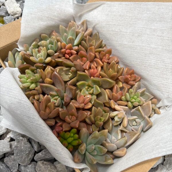 多肉植物 カット苗