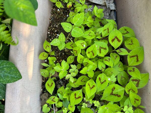 名前わからないですが花です。沢山あるので良かったら育ててください。ゆうポストで保湿して配送致します。水引の花だと思います。
