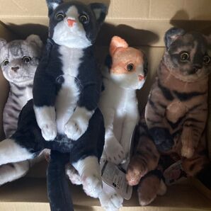 すわっちぃ Zoo にゃんこ スコ座り ハチワレ 三毛猫 サバトラ サビ猫