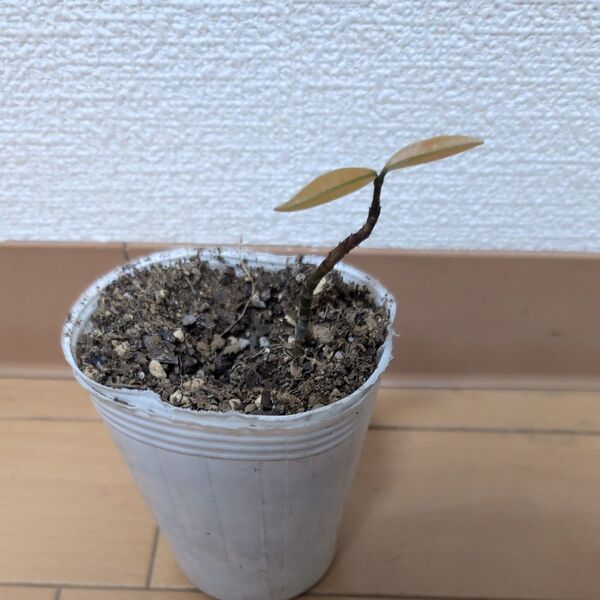 ボリビアンマンゴスチン(アチャチャイル) 苗
