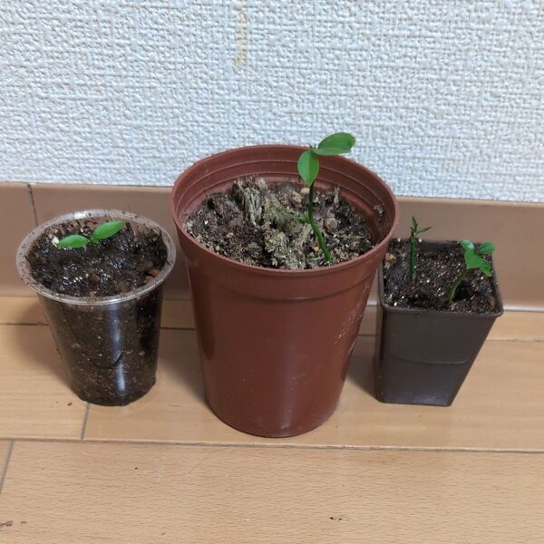 柑橘類苗セット(みかん、いよかん、グレープフルーツ)