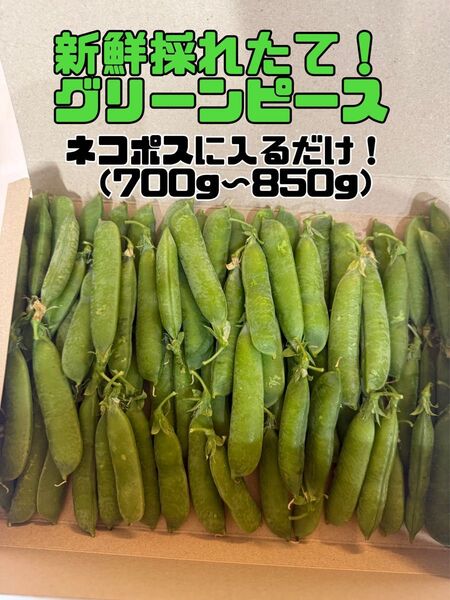 採れたて新鮮なグリーンピース!700g〜850g