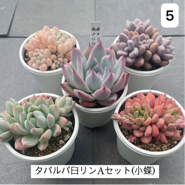 タパルパ臼リンAセット(小蝶)5