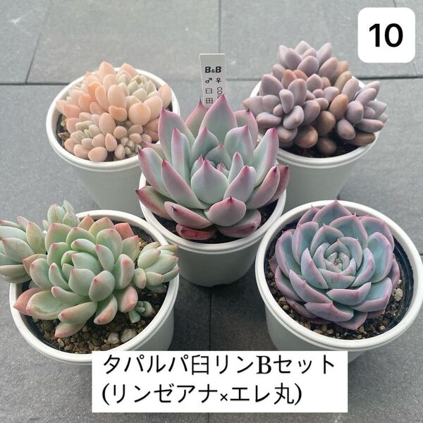 タパルパ臼リンBセット(リンゼアナ×エレ丸)10