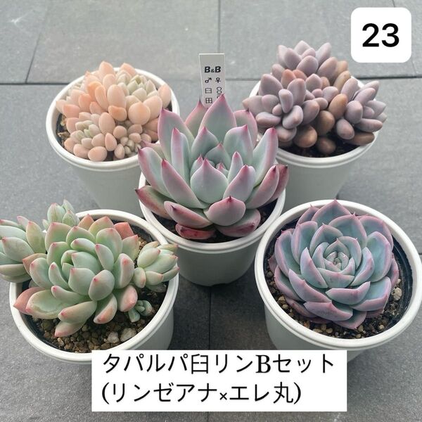 タパルパ臼リンBセット(リンゼアナ×エレ丸)23