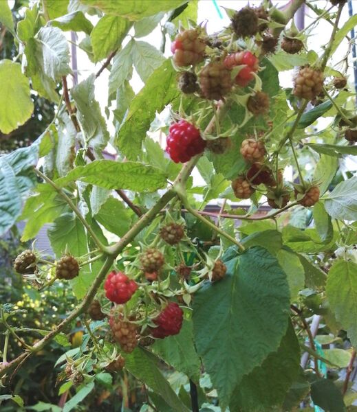 2.ラズベリー 果実苗 二季成り わき芽苗 1本 17cm 多年草 匿名配送