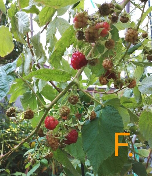 F.ラズベリー 果実苗 二季成り わき芽苗 1本 25cm 多年草 匿名配送