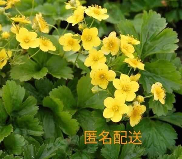 匿名配送 ヘビイチゴ 抜き苗 7株以上 黄色のお花 グランドカバー