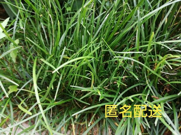 玉竜★タマリュウ★リュウノヒゲ 竜のヒゲ 抜き苗 大小込み19株以上 匿名配送
