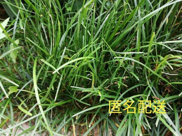 玉竜★タマリュウ★リュウノヒゲ 竜のヒゲ 抜き苗 大小込み19株 匿名配送