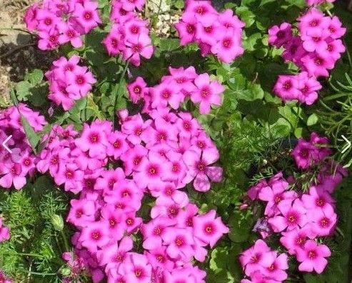 オキザリス ダークチェリー ブラジリエンシス 1鉢分 大小球根 宿根草 花苗