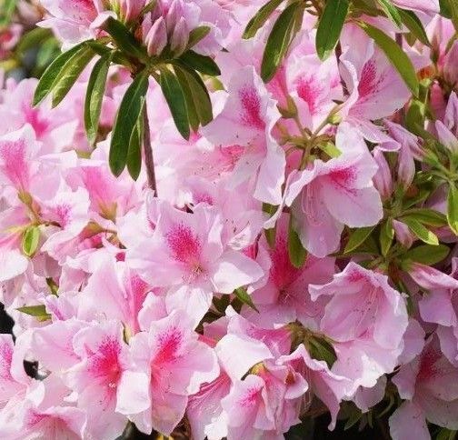 ツツジ 花苗 ピンク 多年草 匿名配送