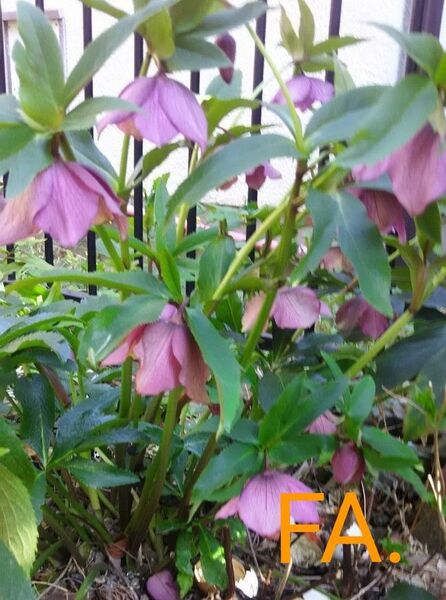 FA.クリスマスローズ 花苗 濃いパープル 1鉢 多年草 匿名発送