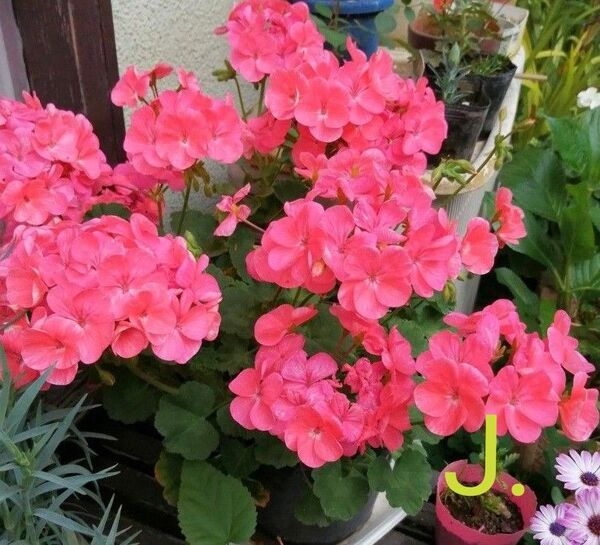 J. ゼラニューム 花苗 1鉢1本 お花が大きい ピンク お花がいっぱい咲く