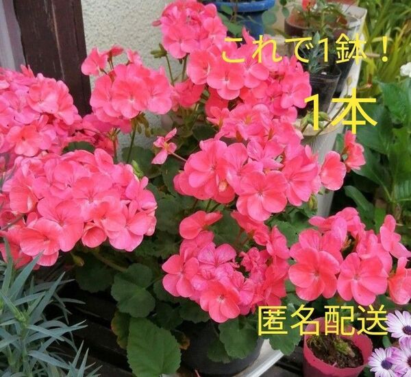ゼラニューム 花苗 1鉢1本 お花が大きい ピンク お花がいっぱい咲く 匿名配送