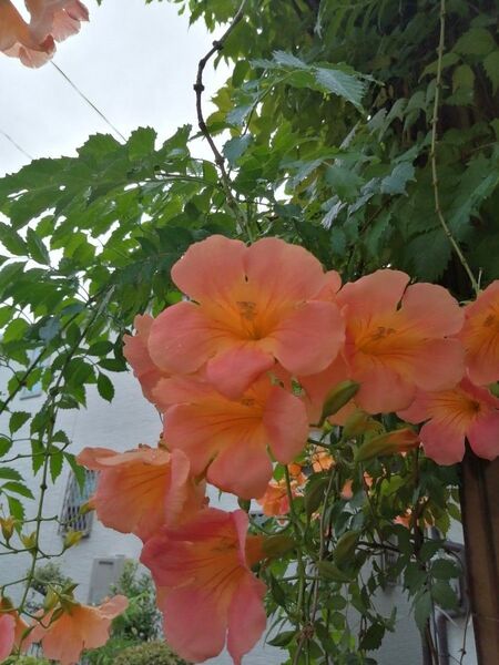 ノウゼンカズラ 新芽苗 1鉢1本 多年草 匿名配送