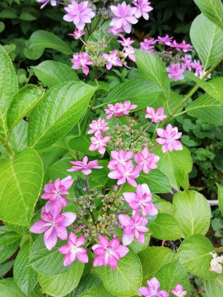 紫陽花 ガクアジサイ 花苗 さし芽苗1本 多年草 匿名配送