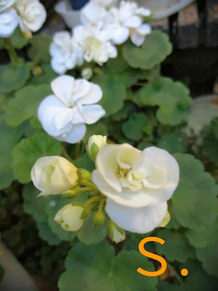 S.バラ咲きゼラニウム 1鉢1本 花 花苗 多年草 匿名配送