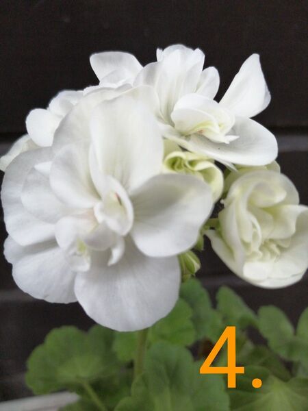 4.バラ咲きゼラニウム 1鉢1本 花 花苗 多年草 匿名配送