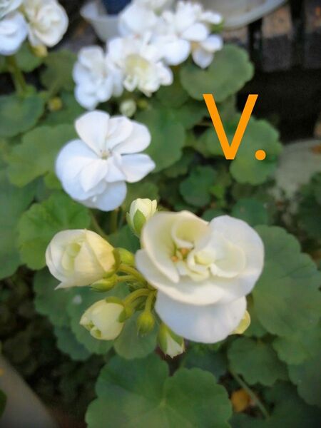 V.バラ咲きゼラニウム 1鉢1本 花 花苗 多年草 匿名配送