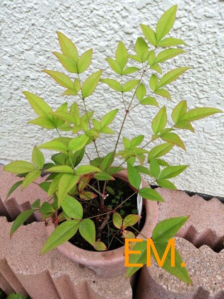 EM.南天の苗 1本 カラーリーフ 赤い実 紅葉から新緑に